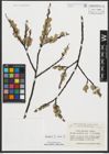 Foto von Salix rhaetica Andersson
